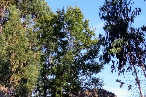 Villa i Tabua, Coimbra, Tabua - € 20.000 | Ref: 609 - foto 5