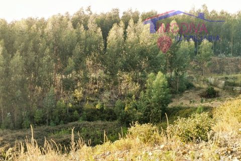 Helårsgrund i Serta, Castelo Branco, Serta - € 19.000 | Ref: DV353/0824 - foto 4