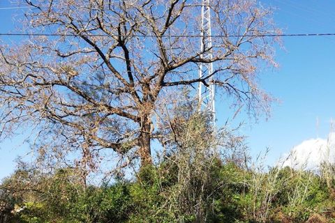 Helårsgrund i Alcobaca, Leiria, Alcobaca - € 55.000 | Ref: 0563-01766 - foto 2