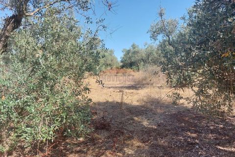 Terra a Bencatel, Evora, Bencatel - € 155.000 | Ref: SÒL_380 - foto 7