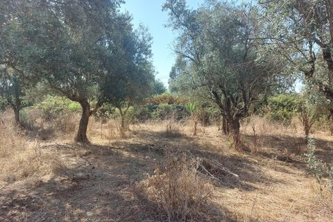 Terra a Bencatel, Evora, Bencatel - € 155.000 | Ref: SÒL_380 - foto 11