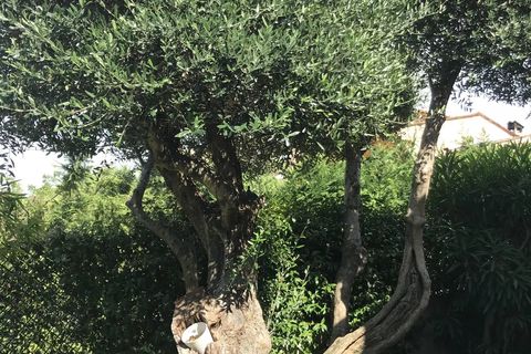 Villa a Le Rouret, Alpes-Maritimes, Le Rouret - € 430.000 | Ref: MS625VM - foto 20