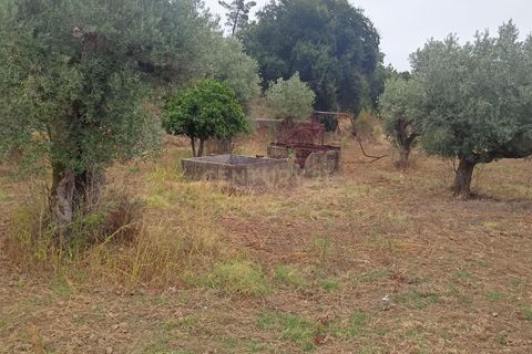 Helårsgrund i Tomar, Santarem, Tomar - € 50.000 | Ref: C0506-00213 - foto 2
