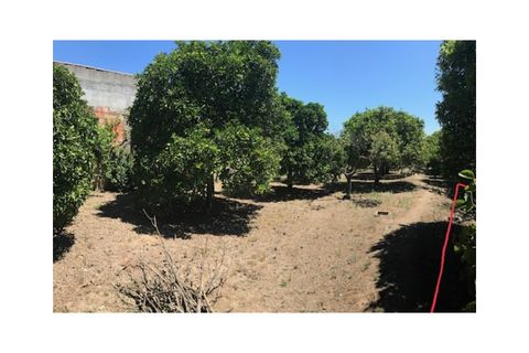 Helårsgrund i Riachos, Santarem, Riachos - € 48.500 | Ref: TER_139 - foto 5