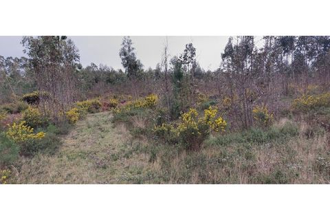 Tomt i Monte Real, Leiria, Monte Real - € 600 000 | Ref: mg1604-2 - foto 4