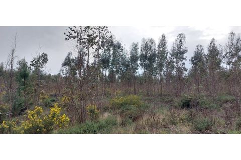 Tomt i Monte Real, Leiria, Monte Real - € 600 000 | Ref: mg1604-2 - foto 5