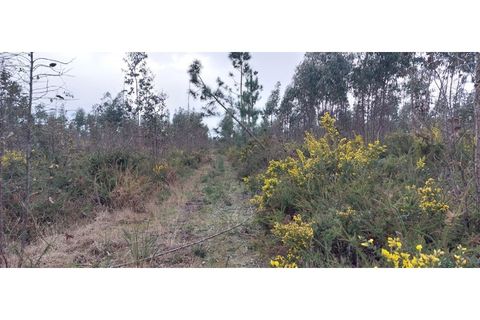 Tomt i Monte Real, Leiria, Monte Real - € 600 000 | Ref: mg1604-2 - foto 6