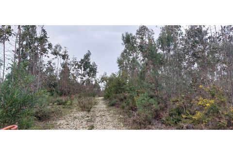 Tomt i Monte Real, Leiria, Monte Real - € 600 000 | Ref: mg1604-2 - foto 7