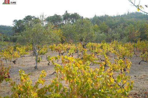 Villa a Penela, Coimbra, Penela - € 85.000 | Ref: CC3109 - foto 17