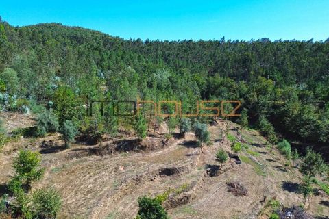 Farm i Arouca, Aveiro, Arouca - € 520.000 | Ref: 00658FR - foto 15