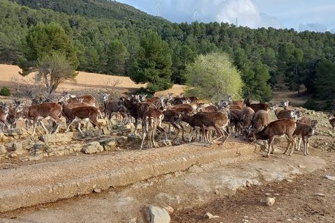 Finca i Ayora, Valencia, Ayora - € 3.200.000 | Ref: SLV1-2127H - foto 32