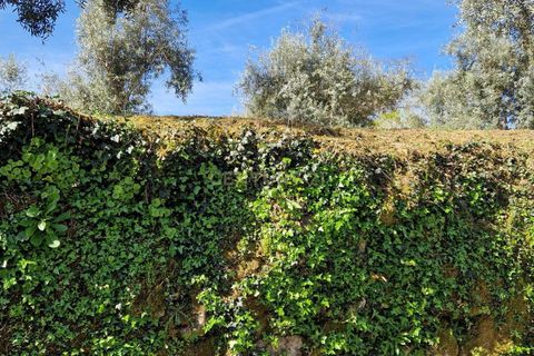 Helårsgrund i Viseu, Viseu, Viseu - € 49.500 | Ref: C0203-02285 - foto 3