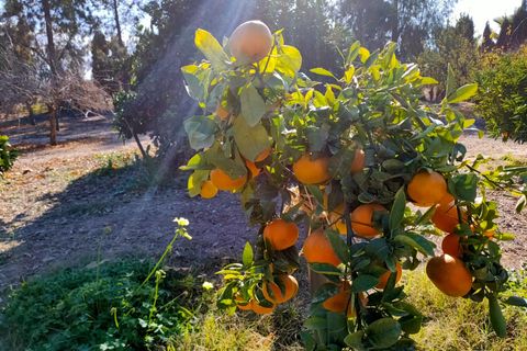 Villa i Lorca, Murcia, Lorca - € 990.000 | Ref: 0004v/10853 - foto 33