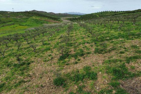 Helårsgrund i Ribera, Agrigento, Ribera - € 80.000 | Ref: T/213 - foto 7