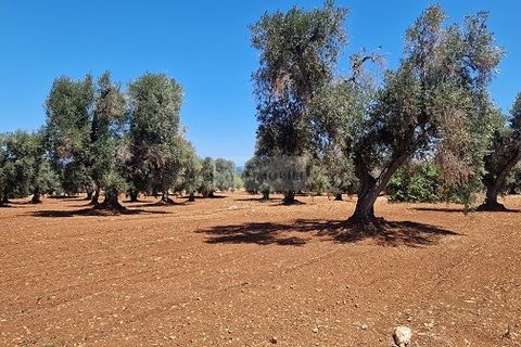 Villa a Carovigno, Brindisi, Carovigno - € 750.000 | Ref: VPP1  turnkey - foto 2
