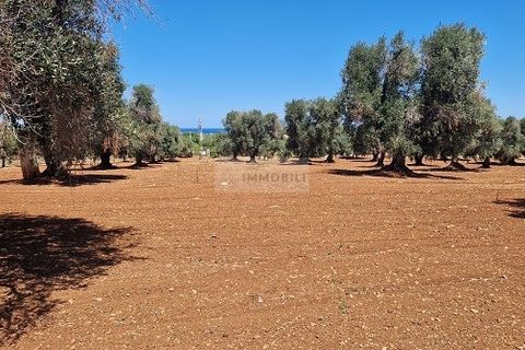 Villa a Carovigno, Brindisi, Carovigno - € 750.000 | Ref: VPP1  turnkey - foto 10