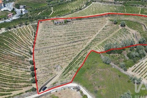 Byhus i Peso da Regua, Vila Real, Peso da Regua - € 445.000 | Ref: 101962 - foto 4