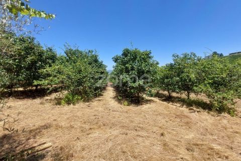 Villa i Armamar, Viseu, Armamar - € 300.000 | Ref: ZMPT569051 - foto 10
