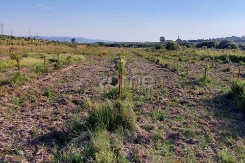 Helårsgrund i Belmonte, Castelo Branco, Belmonte - € 396.000 | Ref: ZMPT570089 - foto 7