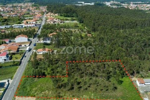 Terra a Cortegaca, Aveiro, Cortegaca - € 150.000 | Ref: ZMPT567508 - foto 8