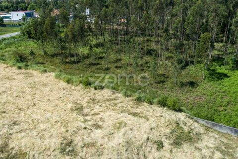 Terra a Cortegaca, Aveiro, Cortegaca - € 150.000 | Ref: ZMPT567508 - foto 13