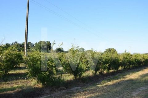 Helårsgrund i Alenquer, Lisbon, Alenquer - € 950.000 | Ref: 1196-7950 - foto 13