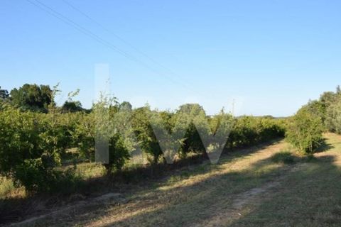 Helårsgrund i Alenquer, Lisbon, Alenquer - € 950.000 | Ref: 1196-7950 - foto 15