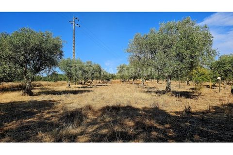 Helårsgrund i Garvao, Beja, Garvao - € 290.000 | Ref: K-286 - foto 4
