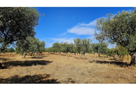 Helårsgrund i Garvao, Beja, Garvao - € 290.000 | Ref: K-286 - foto 5