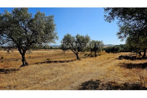 Helårsgrund i Garvao, Beja, Garvao - € 290.000 | Ref: K-286 - foto 12
