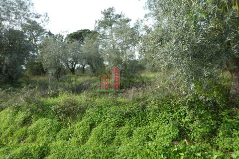 Helårsgrund i Coimbra, Coimbra, Coimbra - € 60.000 | Ref: JG3776 - foto 2