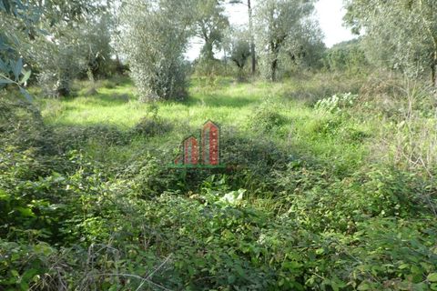Helårsgrund i Coimbra, Coimbra, Coimbra - € 60.000 | Ref: JG3776 - foto 5