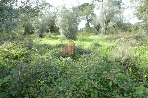 Helårsgrund i Coimbra, Coimbra, Coimbra - € 60.000 | Ref: JG3776 - foto 6