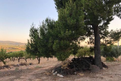 Terra a Ricote, Murcia, Ricote - € 52.000 | Ref: 2333 - foto 4