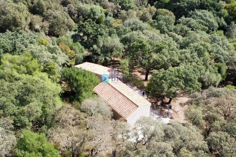 Landejendom i Calangianus, Sassari, Calangianus - € 640.000 | Ref: OT-172LM - foto 42