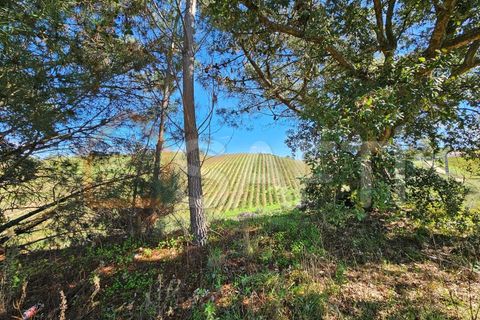 Helårsgrund i Mafra, Lisbon, Mafra - € 233.000 | Ref: SAFTI:005887 - foto 3