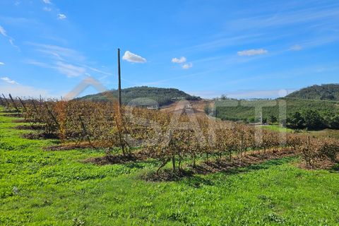 Helårsgrund i Mafra, Lisbon, Mafra - € 233.000 | Ref: SAFTI:005887 - foto 35