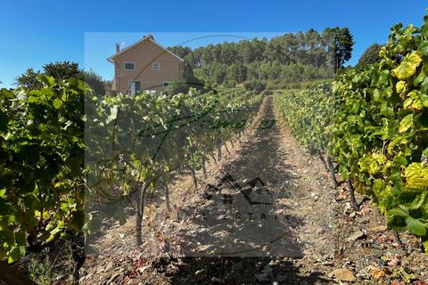Landejendom i Sabrosa, Vila Real, Sabrosa - € 700.000 | Ref: CAS_51 - foto 8
