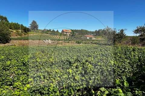 Landejendom i Sabrosa, Vila Real, Sabrosa - € 700.000 | Ref: CAS_51 - foto 10