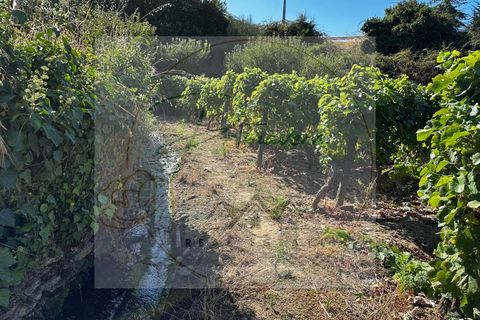 Landejendom i Sabrosa, Vila Real, Sabrosa - € 700.000 | Ref: CAS_51 - foto 39