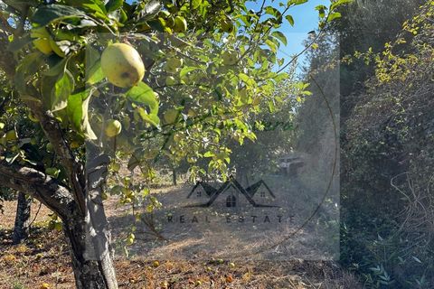 Landejendom i Sabrosa, Vila Real, Sabrosa - € 700.000 | Ref: CAS_51 - foto 50