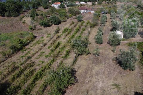 Villa i Tabua, Coimbra, Tabua - € 130.000 | Ref: 615 - foto 7