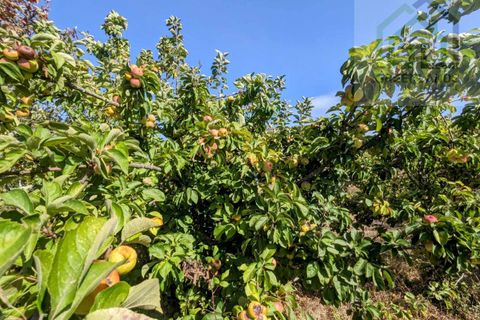 Villa i Tabua, Coimbra, Tabua - € 130.000 | Ref: 615 - foto 22