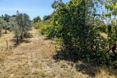 Villa i Tabua, Coimbra, Tabua - € 130.000 | Ref: 615 - foto 23