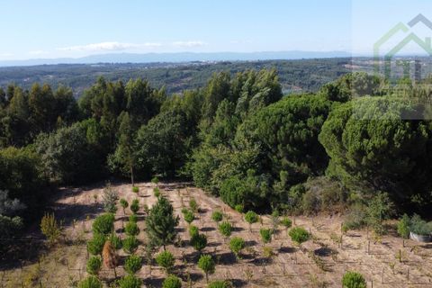 Helårsgrund i Tabua, Coimbra, Tabua - € 95.000 | Ref: 616 - foto 7