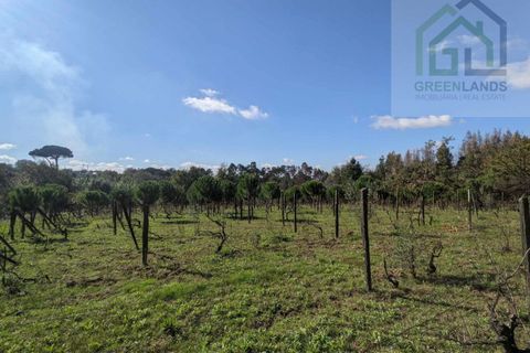Helårsgrund i Tabua, Coimbra, Tabua - € 95.000 | Ref: 616 - foto 17