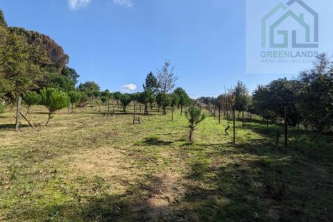Helårsgrund i Tabua, Coimbra, Tabua - € 95.000 | Ref: 616 - foto 18