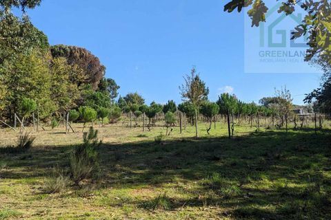 Helårsgrund i Tabua, Coimbra, Tabua - € 95.000 | Ref: 616 - foto 19