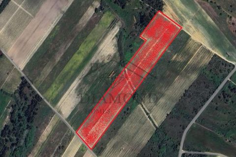 Helårsgrund i Alpiarca, Santarem, Alpiarca - € 150.000 | Ref: DHTR-0008/24 - foto 1