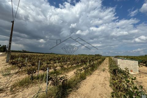 Helårsgrund i Alpiarca, Santarem, Alpiarca - € 150.000 | Ref: DHTR-0008/24 - foto 2